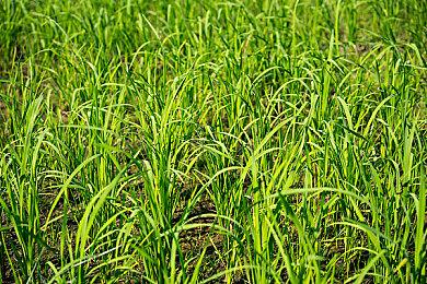 EA称玩家想要更多即时服务游戏